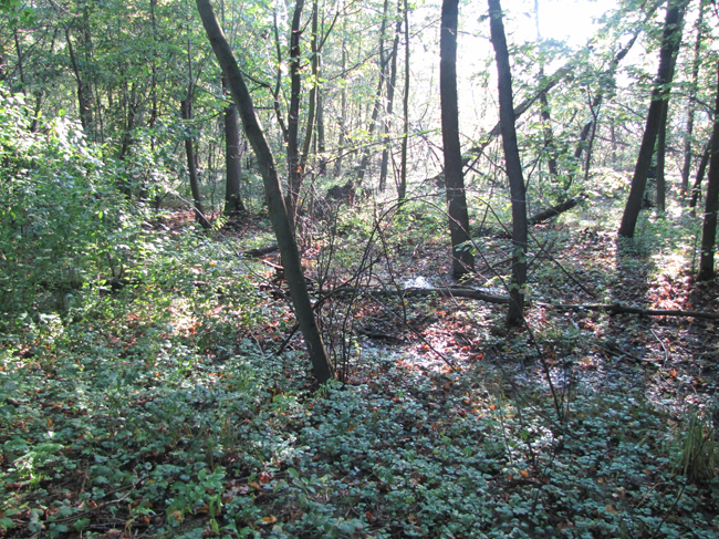 Kotvice18 (5)